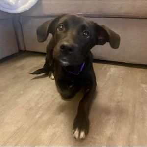 Meet your Posher, Riley